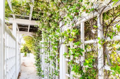 Elegant Trellis Design