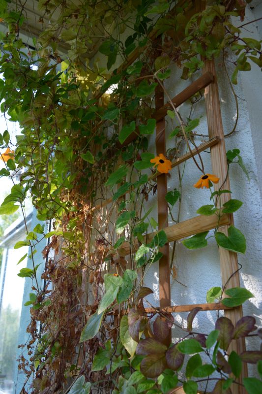 Climbing Plants on Trellis